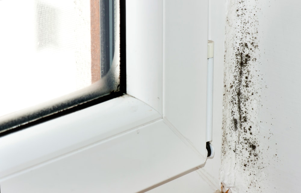 Mildew and Mold Prevention